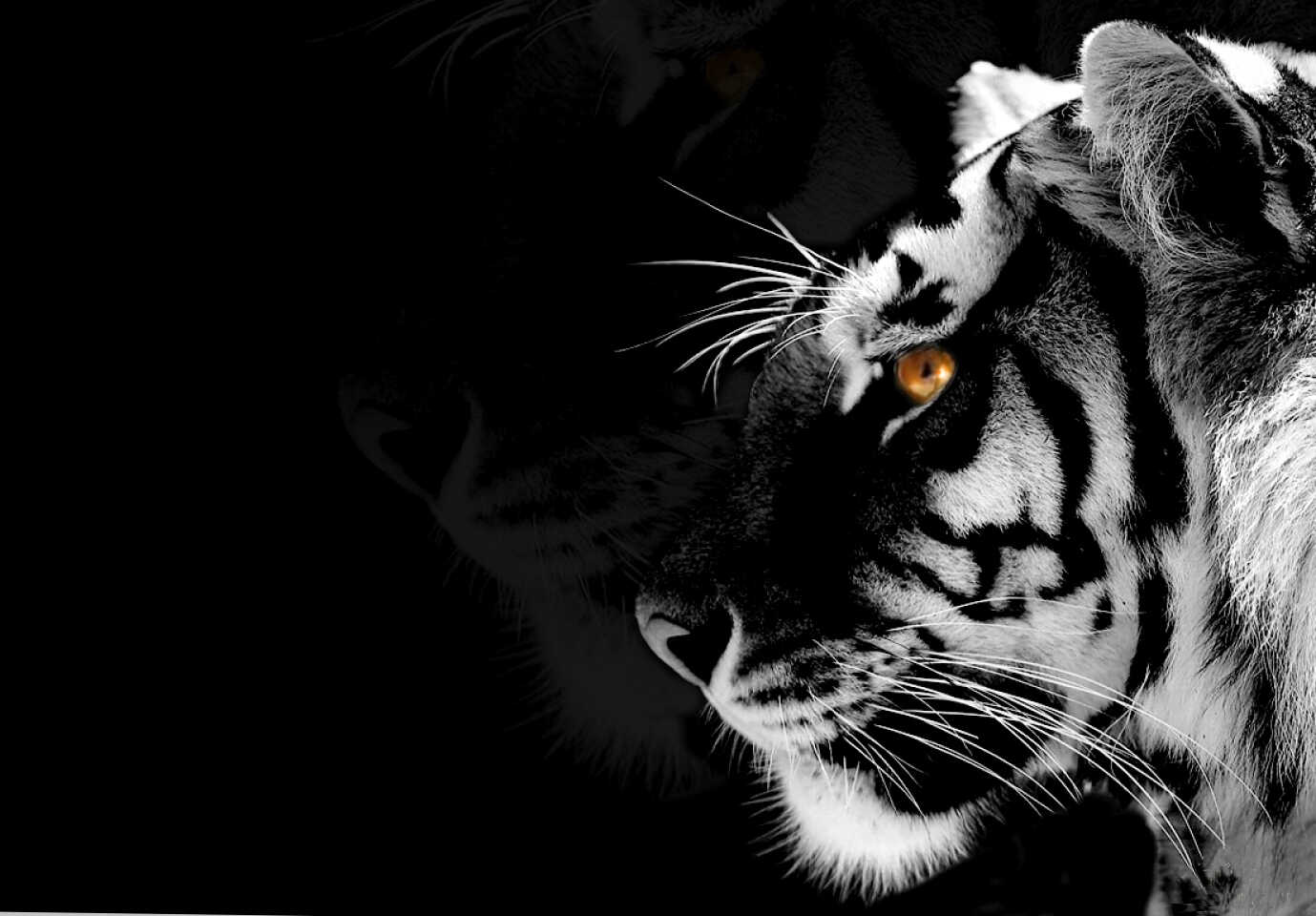 Що подарувати на Новий Рік Чорного Тигра - ідеї 2022 за східним календарем