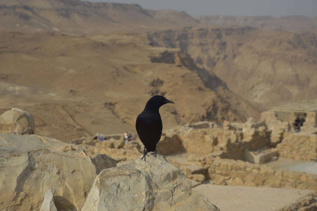 Крепость Масада на берегу Мертвого моря