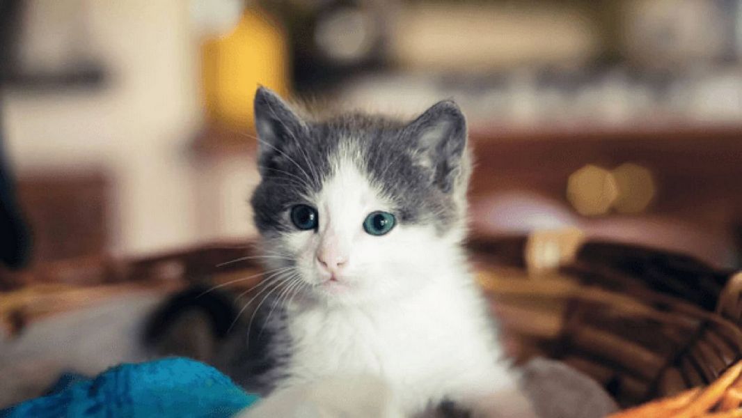 Выбор домашней кошки: на что обращать собственное внимание при приобретении