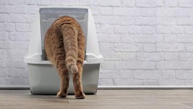 Выбор правильного наполнителя для кошачьего туалета
